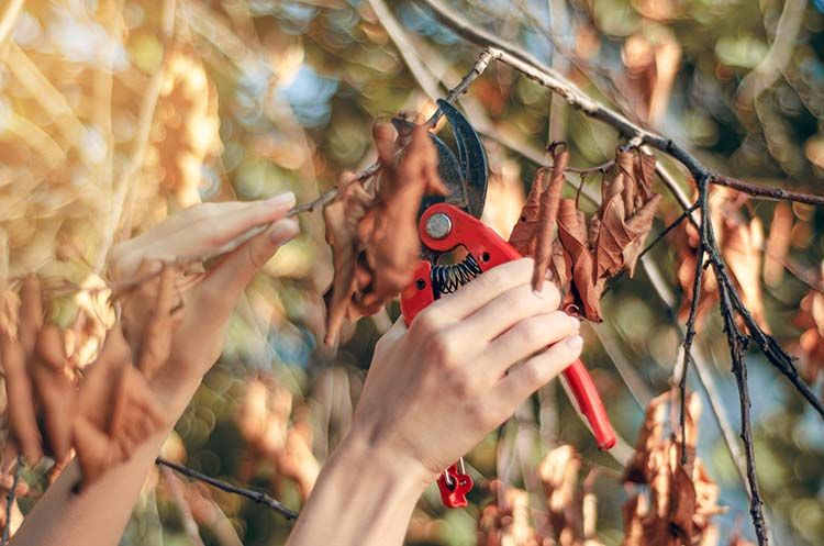 trimming trees in the fall