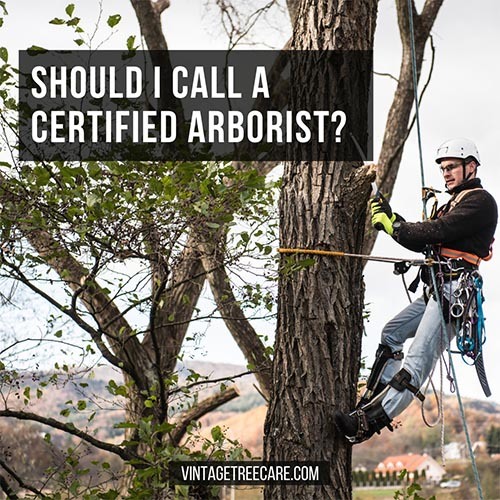 Should I Call a Certified Arborist 