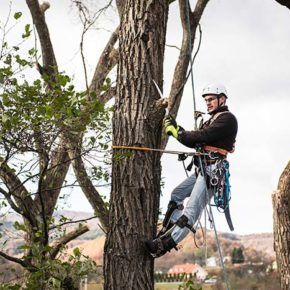 certified arborists trimming trees