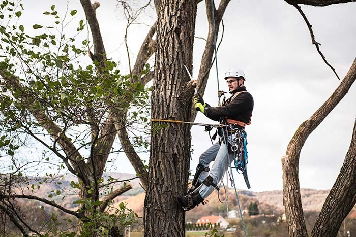 certified arborists trimming trees