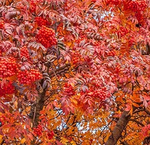 american mountain ash tree