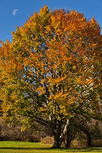 beech tree