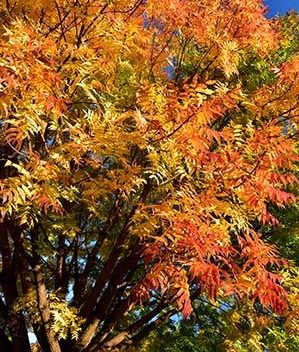 Chinese Pistache Tree