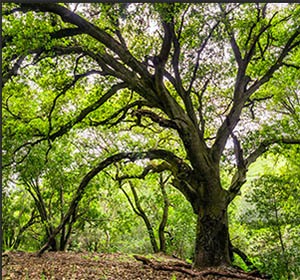 coast live oak tree