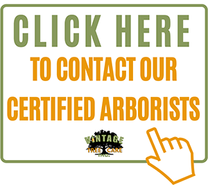 CLICK HERE TO CONTACT OUR CERTIFIED ARBORISTS