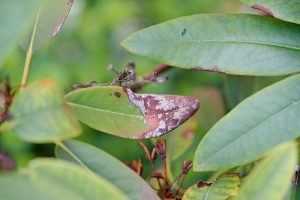 Leaf showing some browning discoloration of the end from Phytophthora Ramorum pathogen.