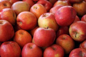 Pile of ripe Fuji apples right off the tree.