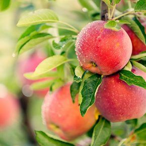 Small group of Fuji apples on the tree