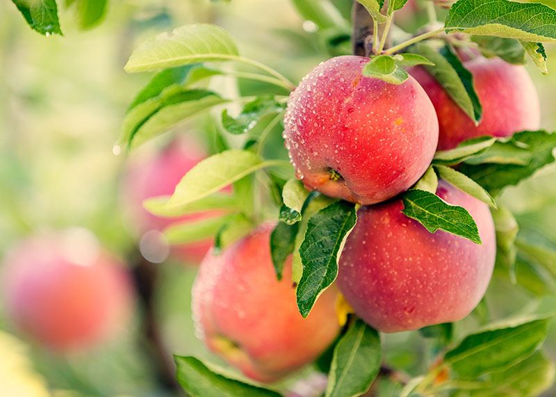 Small group of Fuji apples on the tree