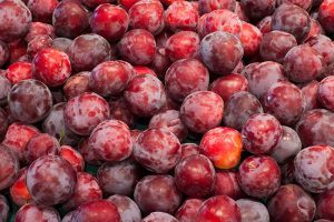 Pile of ripe Santa Rosa Plums with shades of purple, red, and yellow