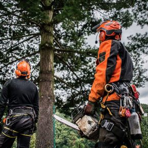Two certified arborists looking up at a larger tree planning on how to prune it