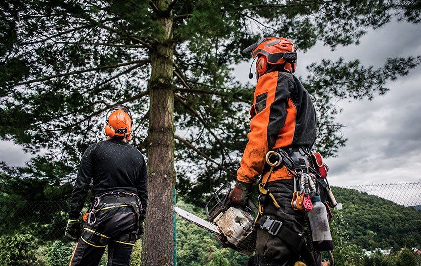 Two certified arborists looking up at a larger tree planning on how to prune it