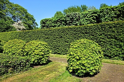 tall lush privacy shrubs around the perimeter of a backyard