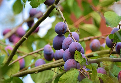 a fruiting santa rosa plum tree with purple plums 