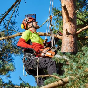 An arborists pruning a tall evergreen tree