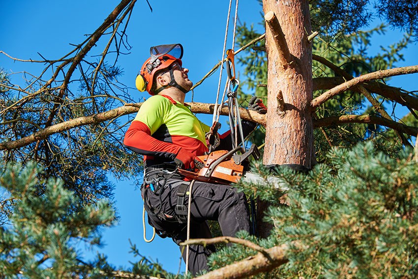 An arborists pruning a tall evergreen tree