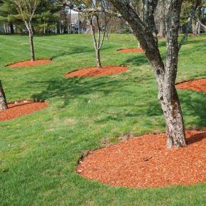 lawn with several mulched trees