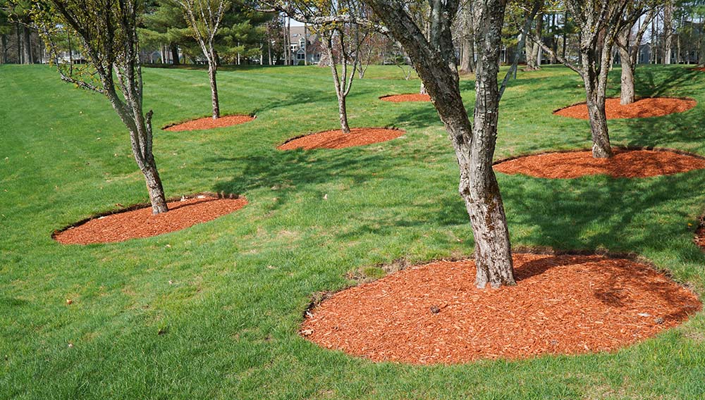 lawn with several mulched trees