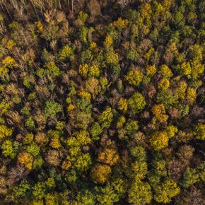 An aerial image of a dense evergreen forest with obvious signs of drought stress in the leaves