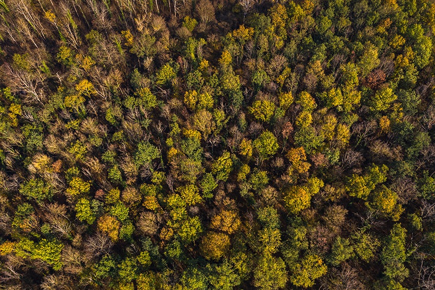 An aerial image of a dense evergreen forest with obvious signs of drought stress in the leaves