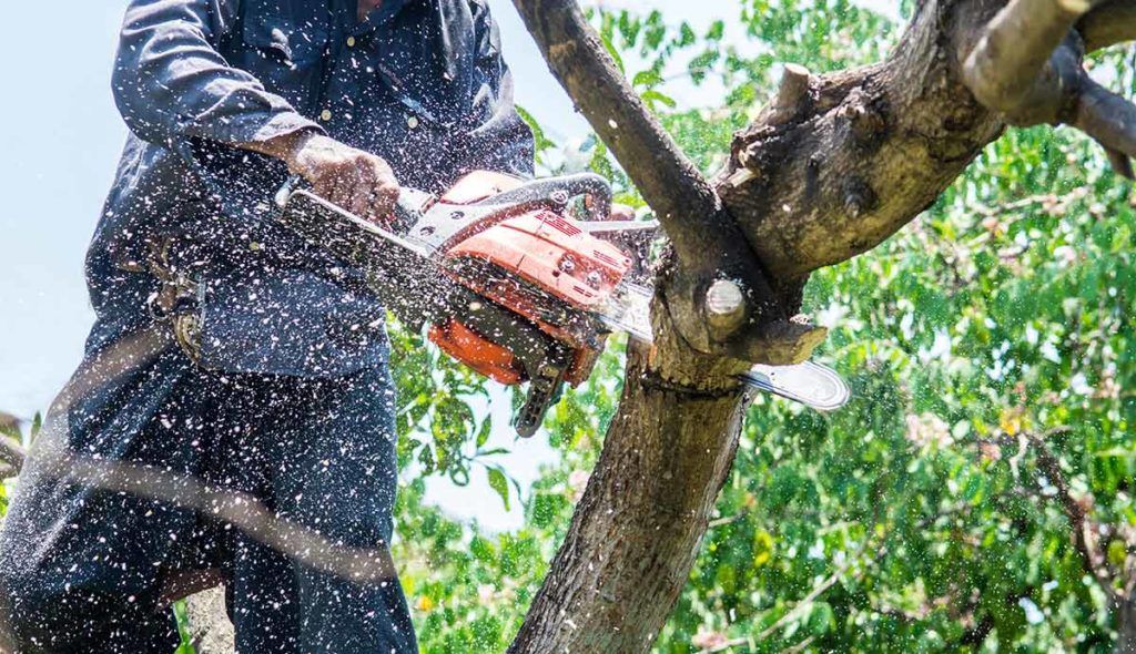 Man cutting tree limb with chainsaw