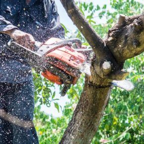 Man cutting tree limb with chainsaw
