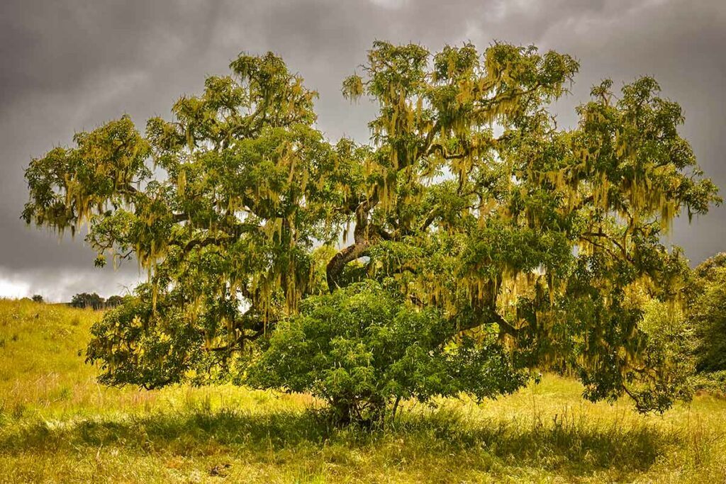 Mature California Buckeye tree on a cloudy day