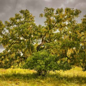 Mature California Buckeye tree on a cloudy day