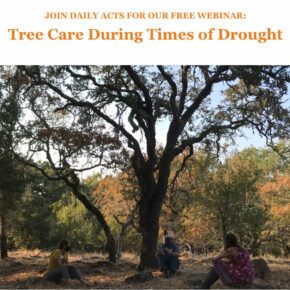 "Join Daily Acts for Our Free Webinar: Tree Care During Times of Drought" above 3 people sitting in oak grove