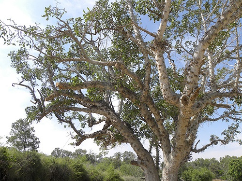 The California Sycamore tree is a great drought tolerant option to plant in Sonoma County