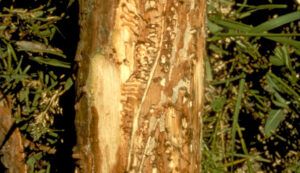 tree trunk damaged by bark beetle