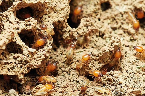 termites feeding on tree