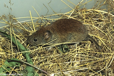 rat in yellowed grass near house