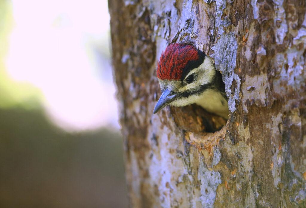 young woodpecker peeking out from hole in tree