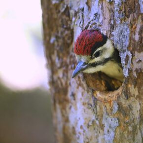 young woodpecker peeking out from hole in tree