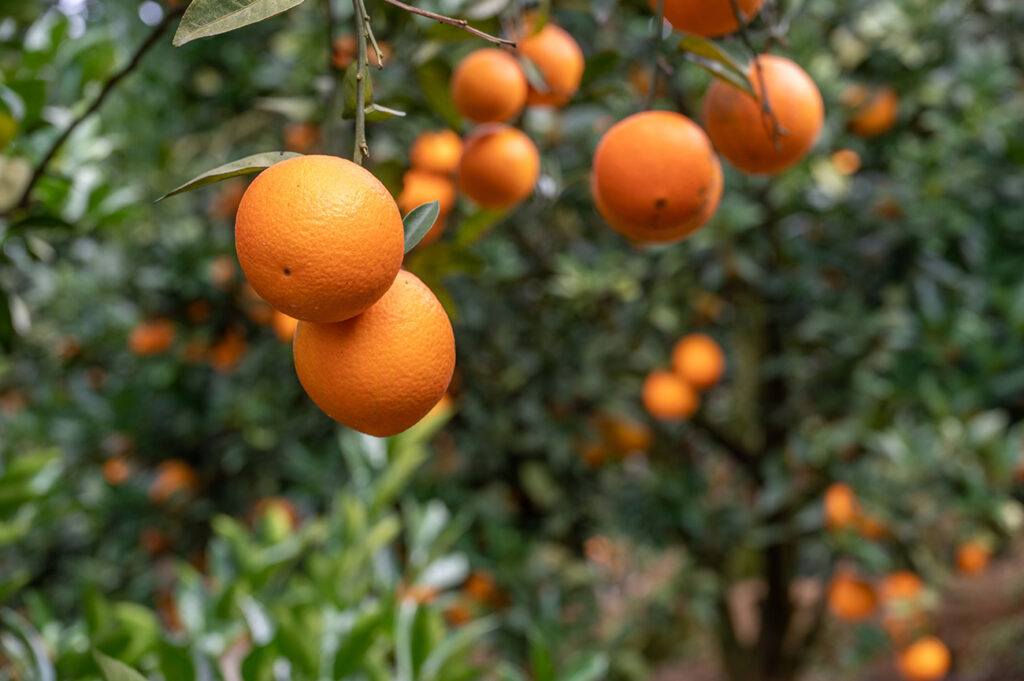 orange branch with ripe fruit