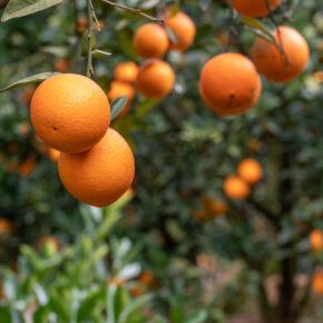 orange branch with ripe fruit