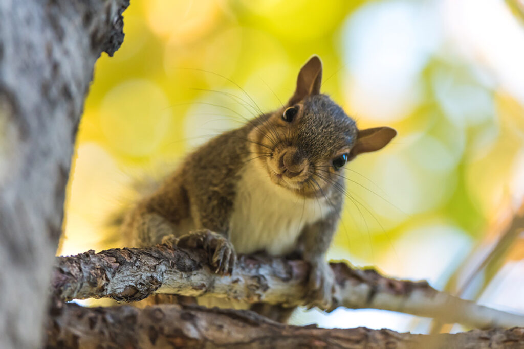 Young gray squirrel on branch with tilted head