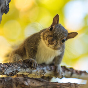 Young gray squirrel on branch with tilted head