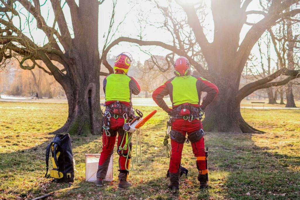 2 certified arborists examine a tree for failure, damage and overall health status