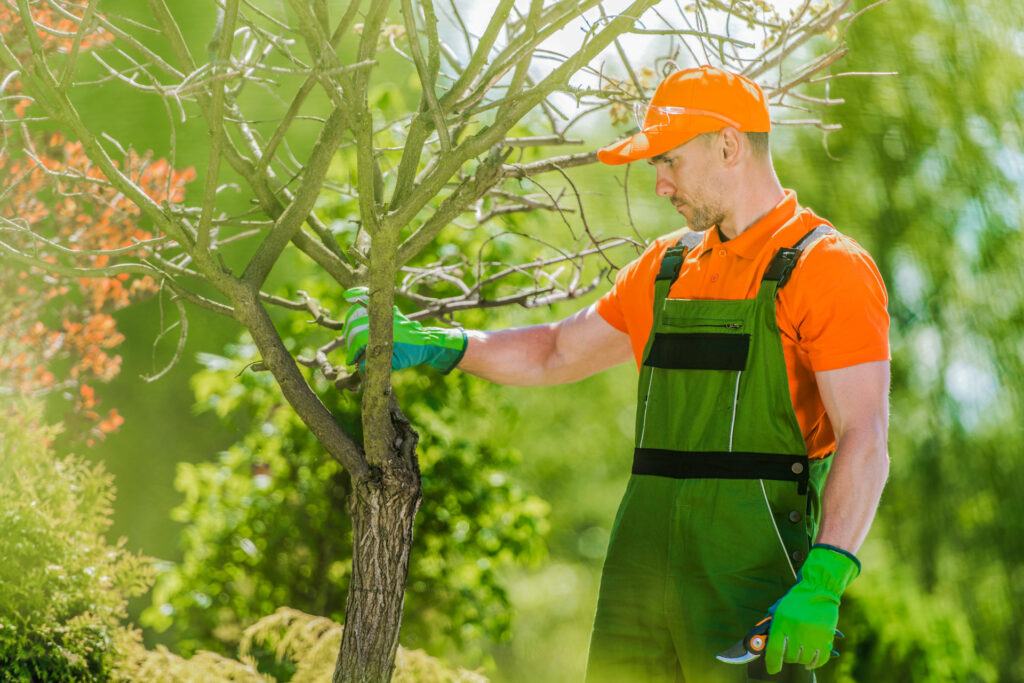 arborist closely inspecting the health of a young sapling