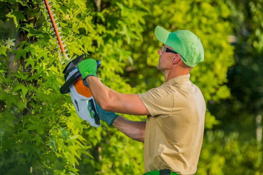 arborist caring for a tree with regular trimming