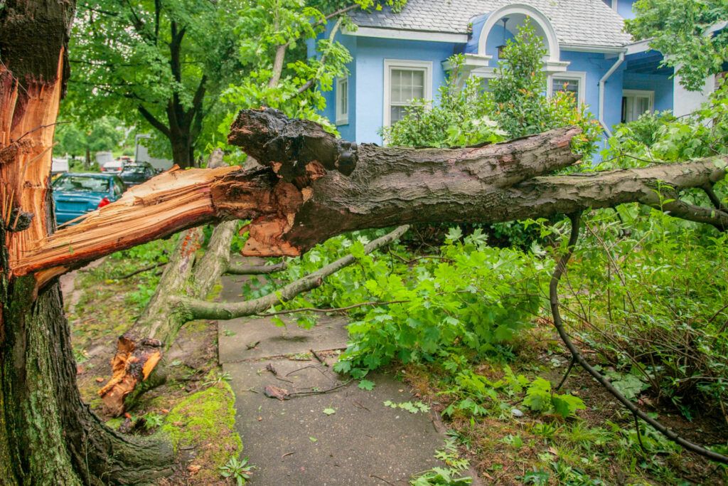 broken tree branch hanging over sidewalk after tree failure