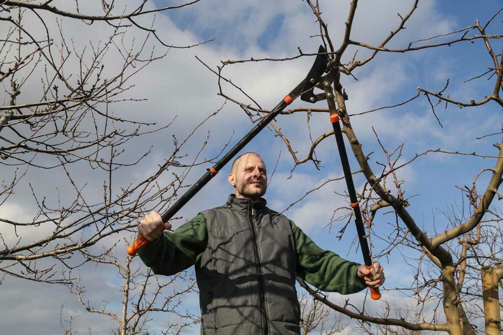 Bald man in heavy shirt and winter vest pruning tree on a sunny winter day with telescoping shears.