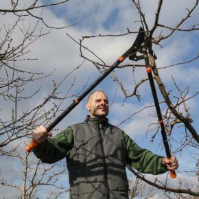 Bald man in heavy shirt and winter vest pruning tree on a sunny winter day with telescoping shears.