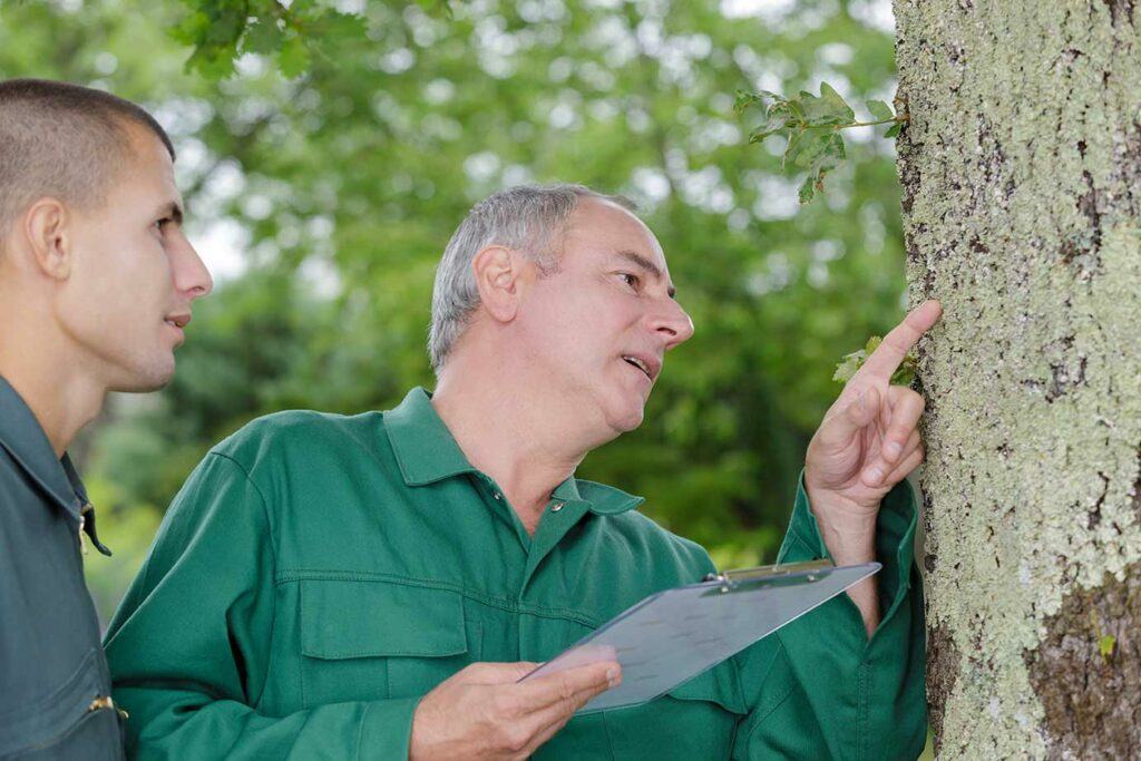 man with clipboard putting finger on bark of tree while looking at it as younger man looks on