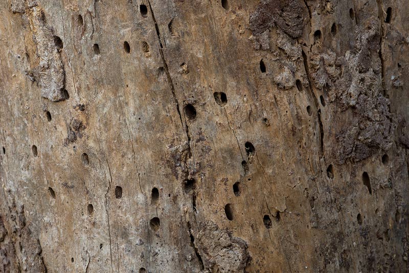 tree trunk close-up, with bark beetle holes