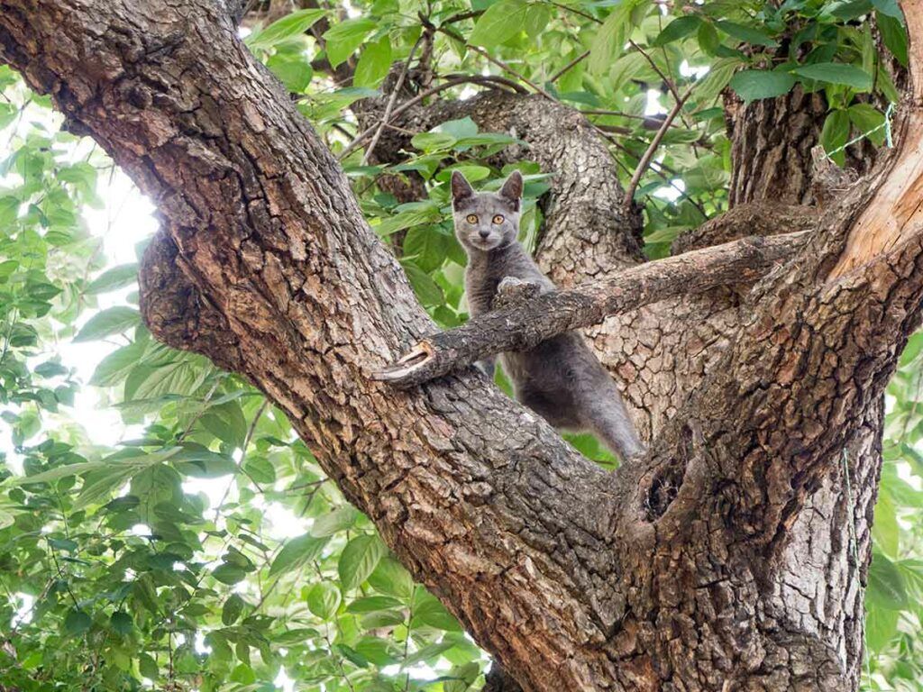 Cat in the branches, just above the trunk of an old, scarred tree.