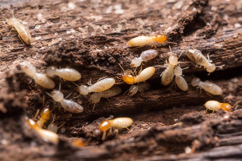 termites feeding on tree