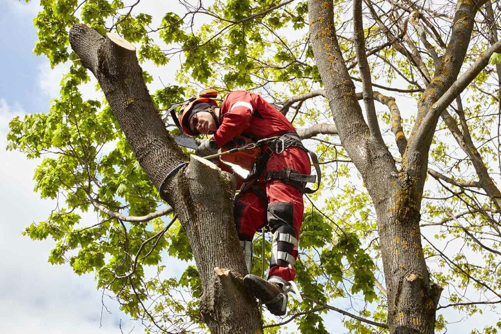 arborist in full gear using safety wires while pruning tree